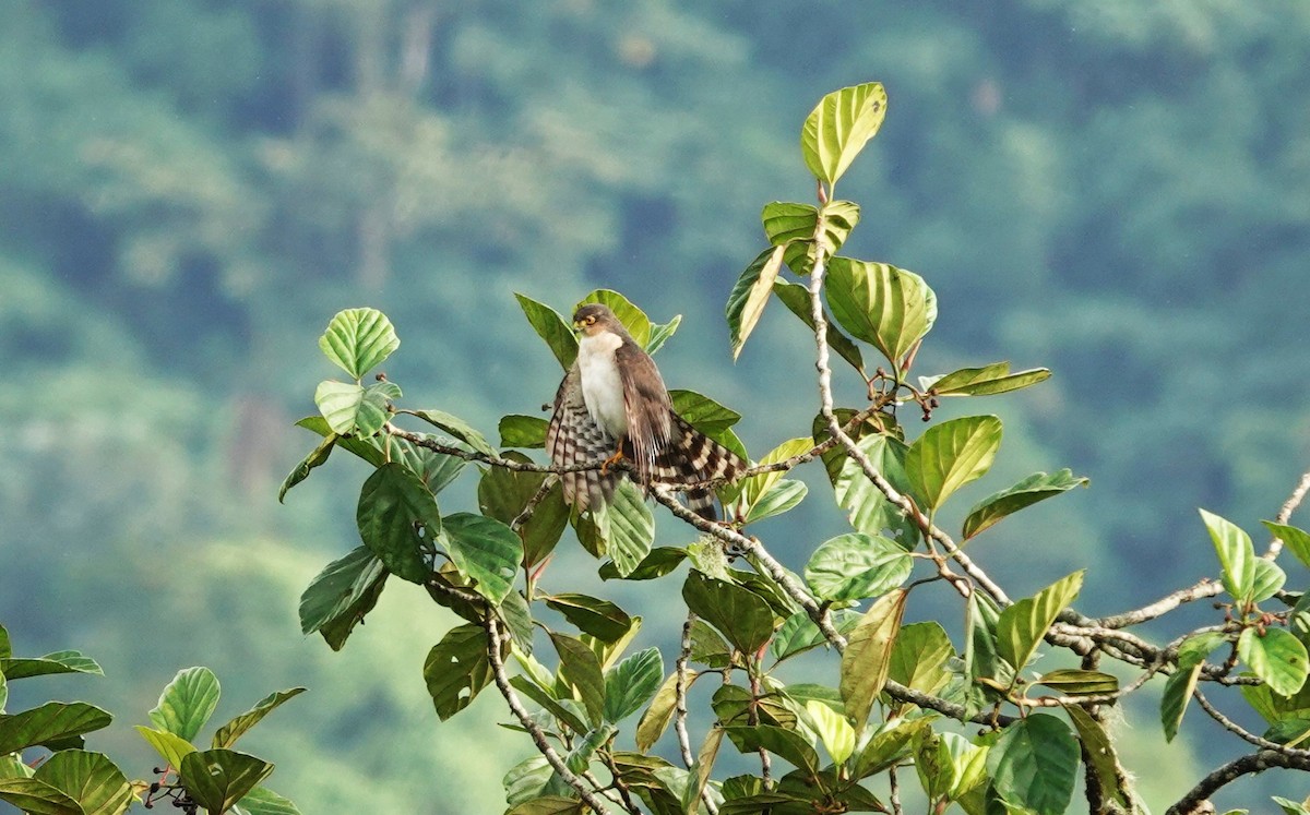 Sharp-shinned Hawk - ML633638556