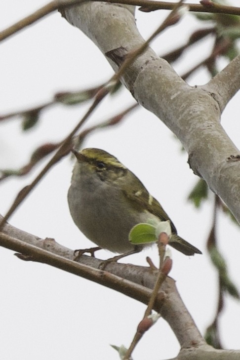 Pallas's Leaf Warbler - ML633638591