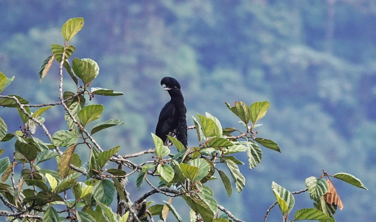Long-wattled Umbrellabird - ML633638592