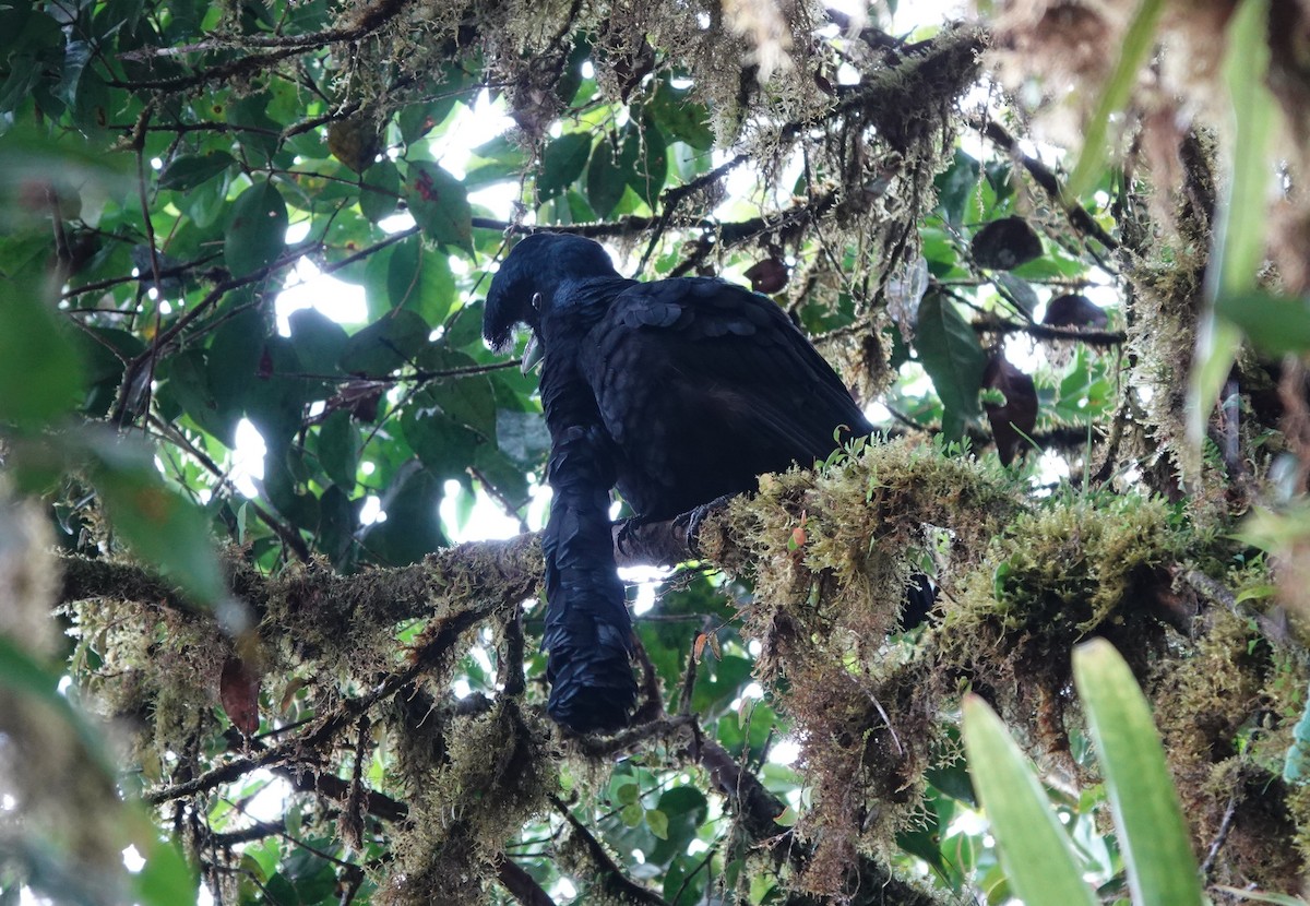 Long-wattled Umbrellabird - ML633638602
