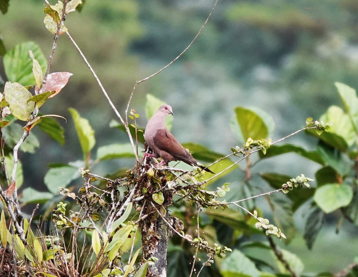 Ruddy Pigeon - ML633638613