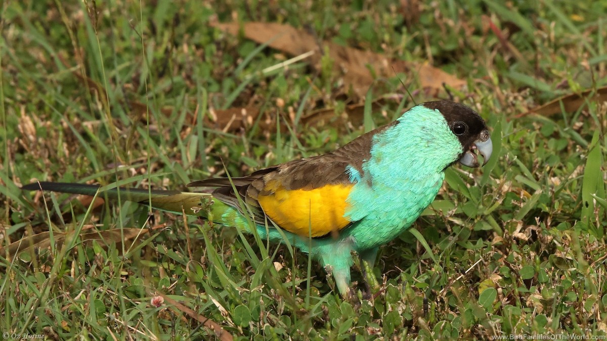 Hooded Parrot - ML633638617