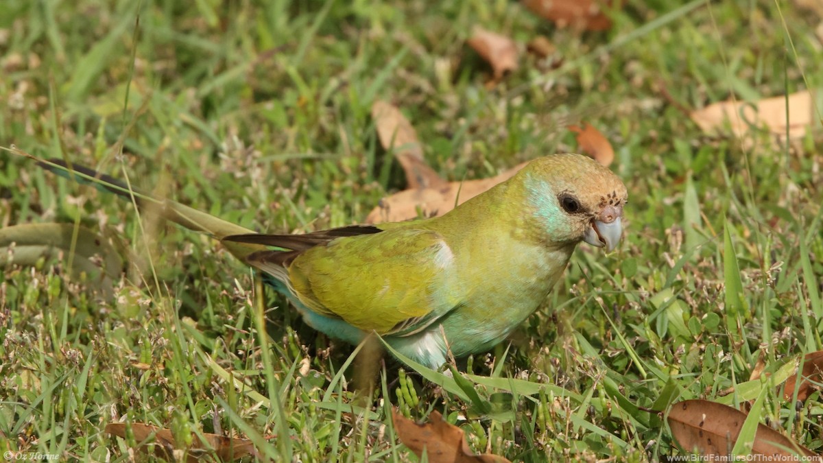 Hooded Parrot - ML633638618