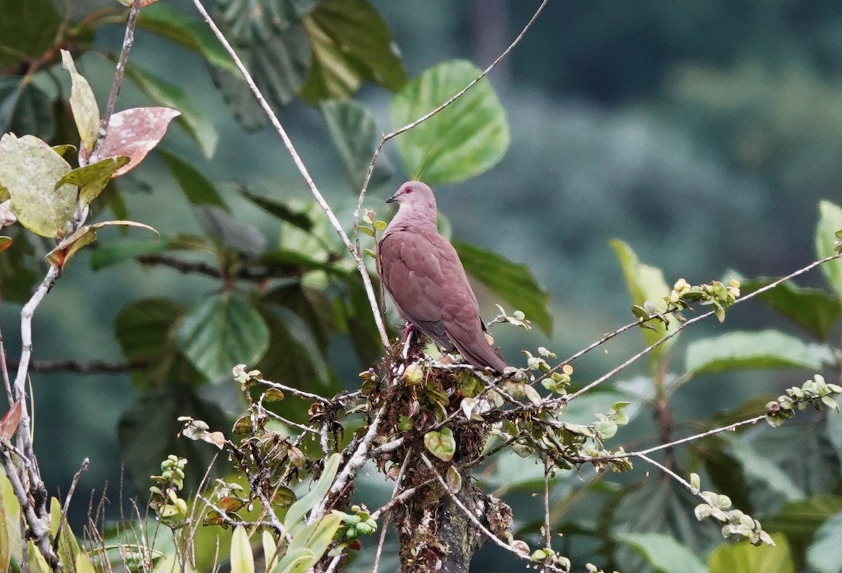 Ruddy Pigeon - ML633638622