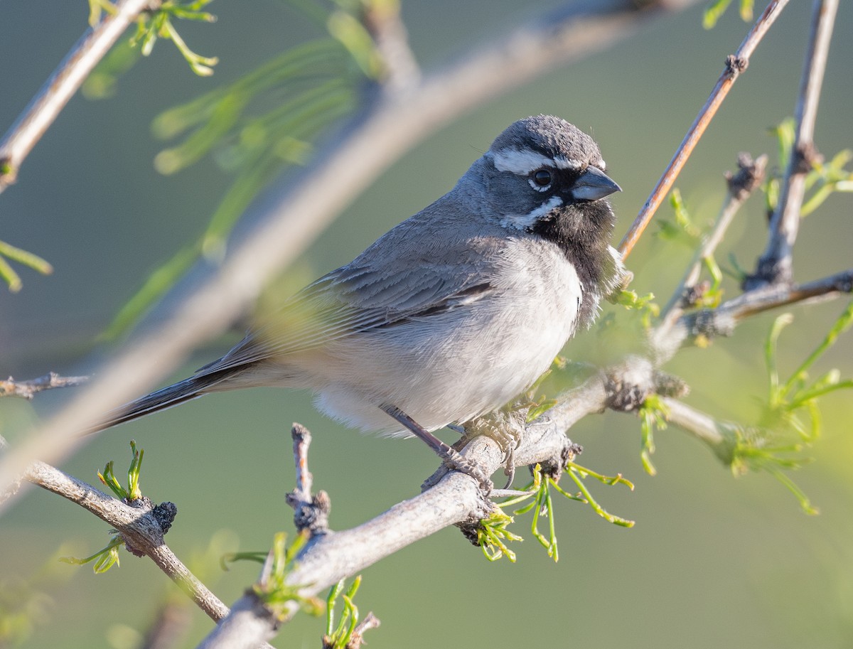 Black-throated Sparrow - ML633638630