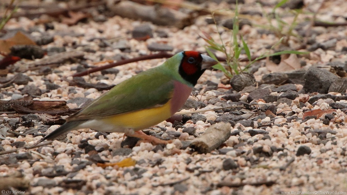 Gouldian Finch - ML633638632