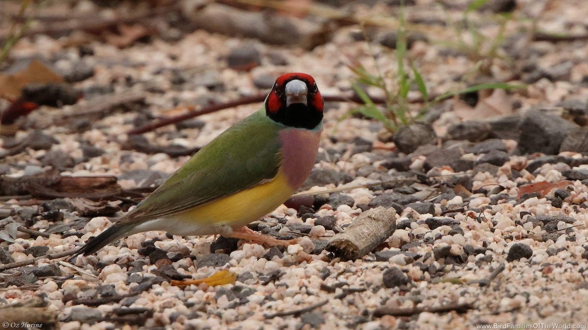 Gouldian Finch - ML633638633