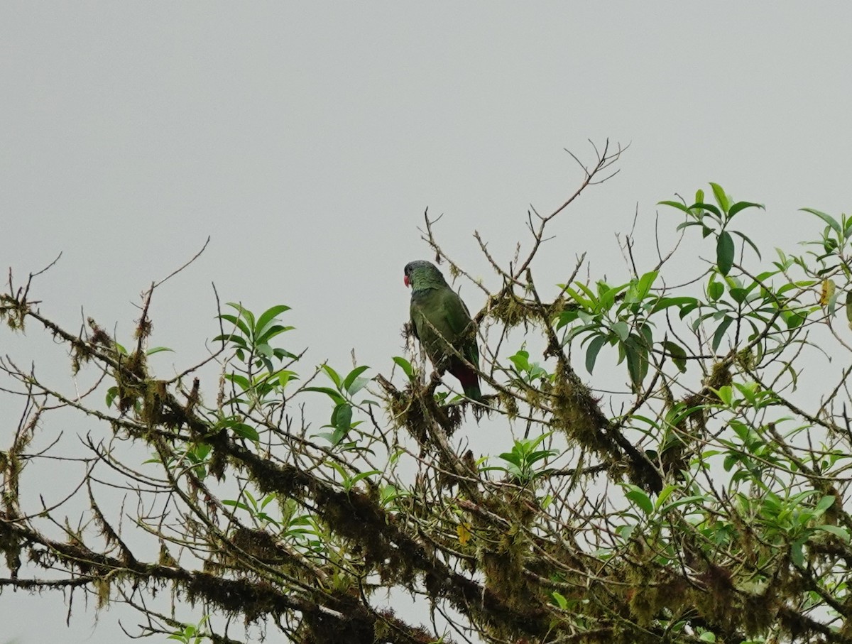 Red-billed Parrot - ML633638659
