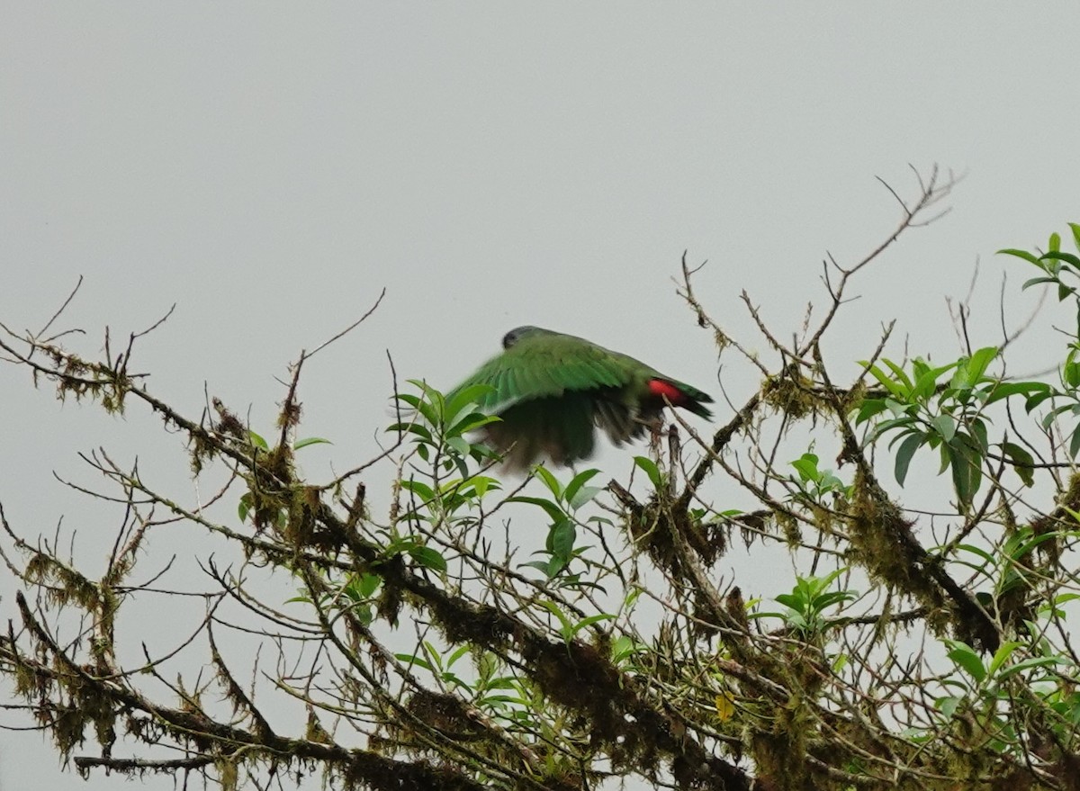 Red-billed Parrot - ML633638668