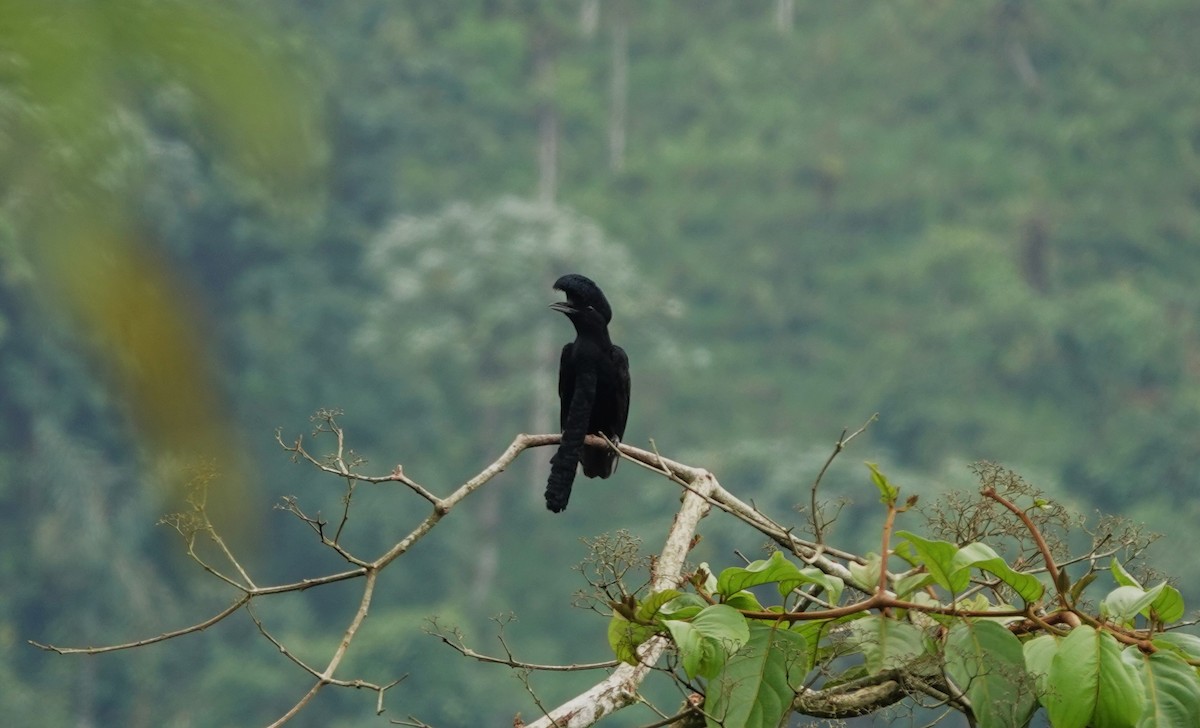 Long-wattled Umbrellabird - ML633638697