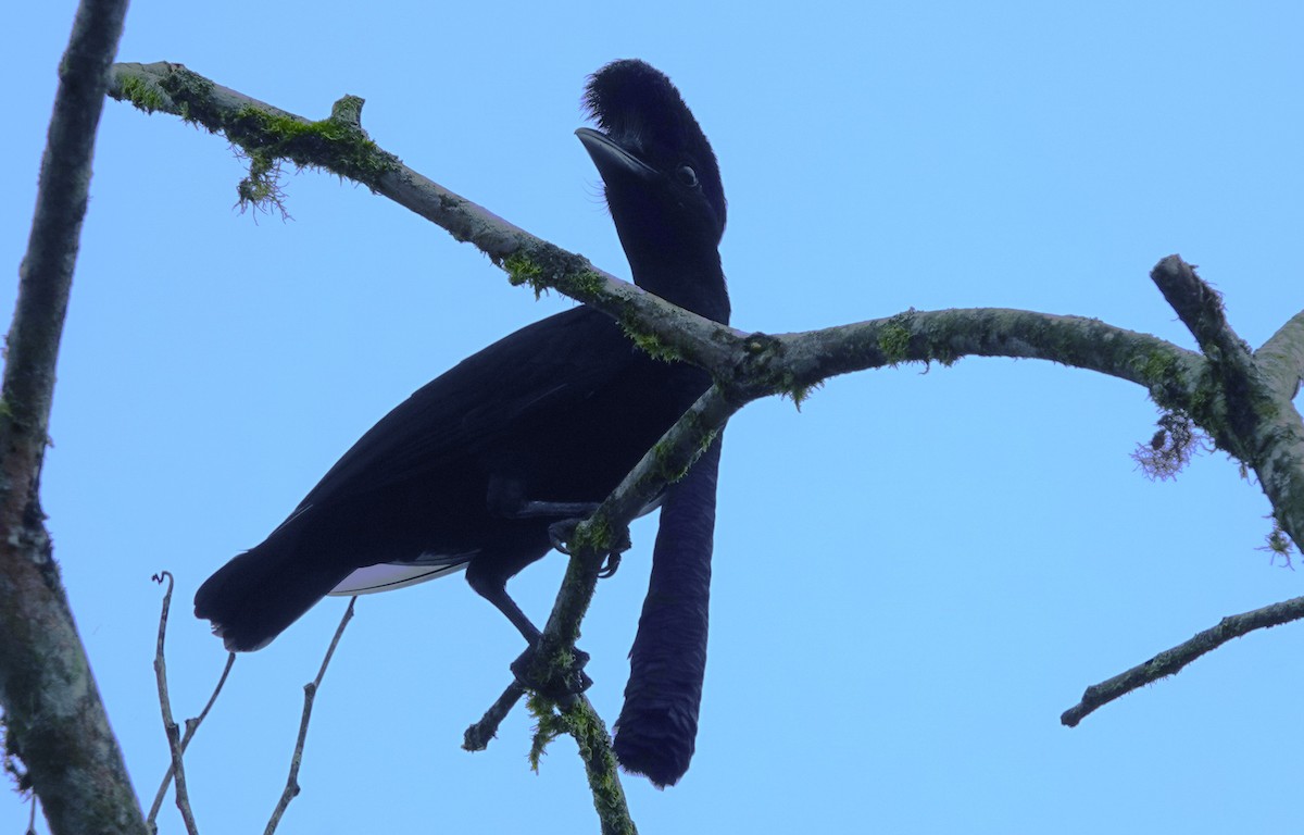 Long-wattled Umbrellabird - ML633638734