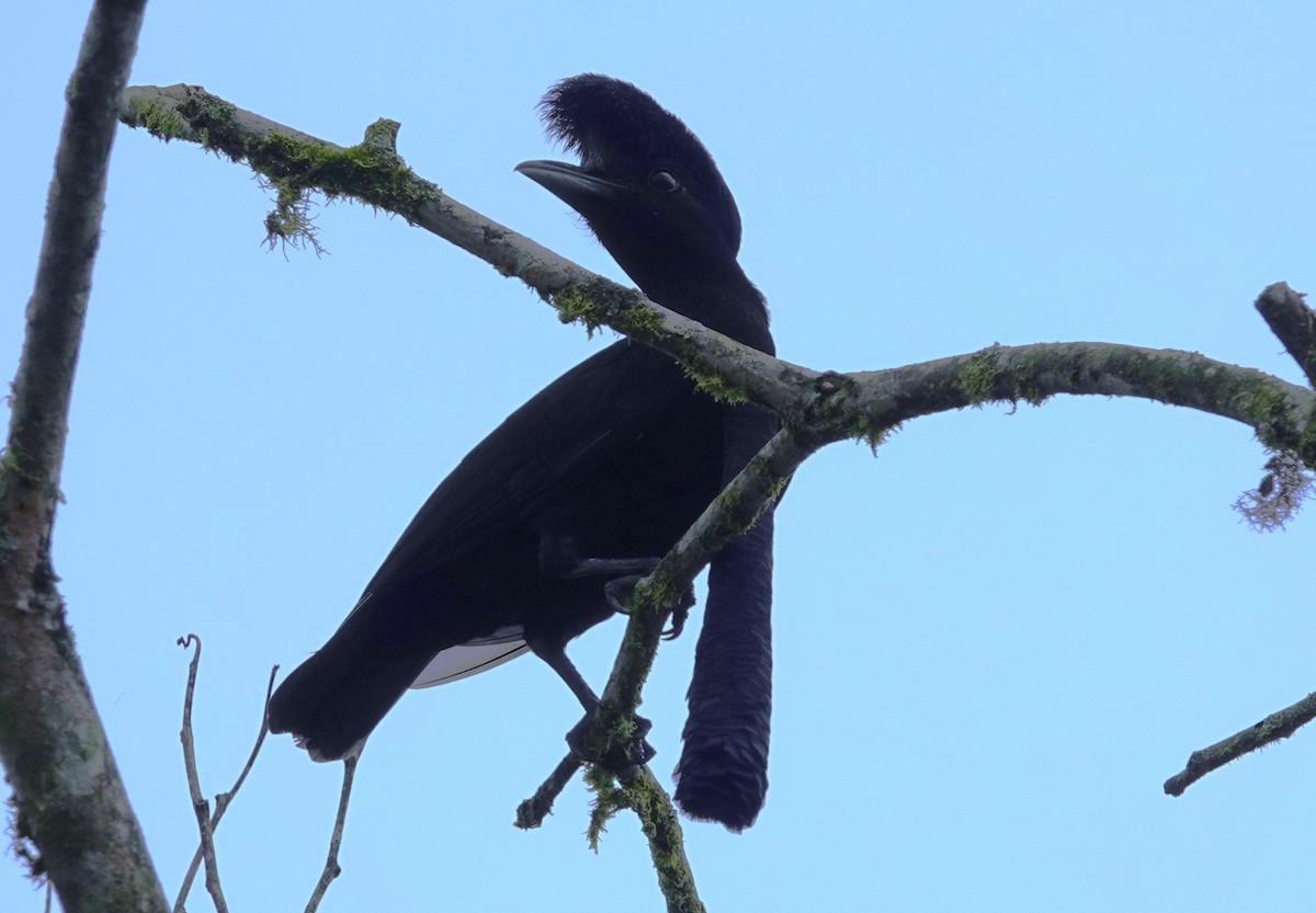 Long-wattled Umbrellabird - ML633638743
