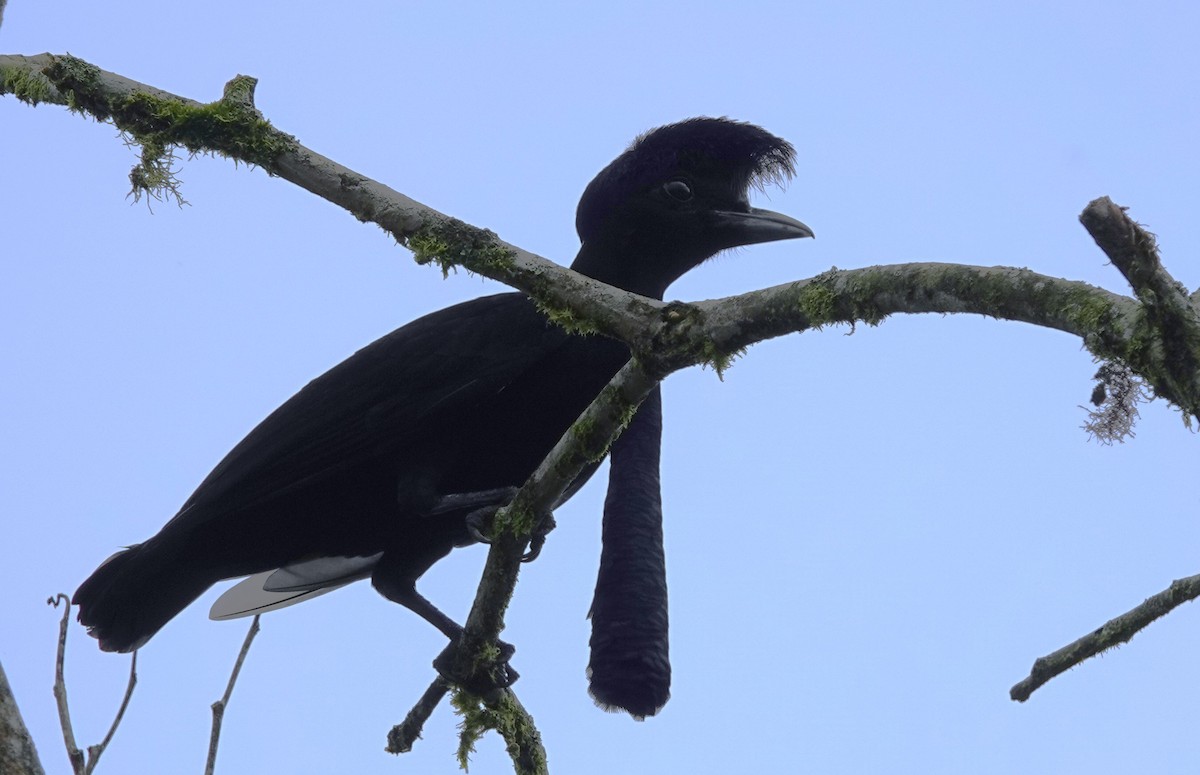 Long-wattled Umbrellabird - ML633638765