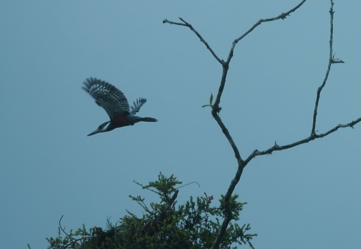 Ringed Kingfisher - ML633638785