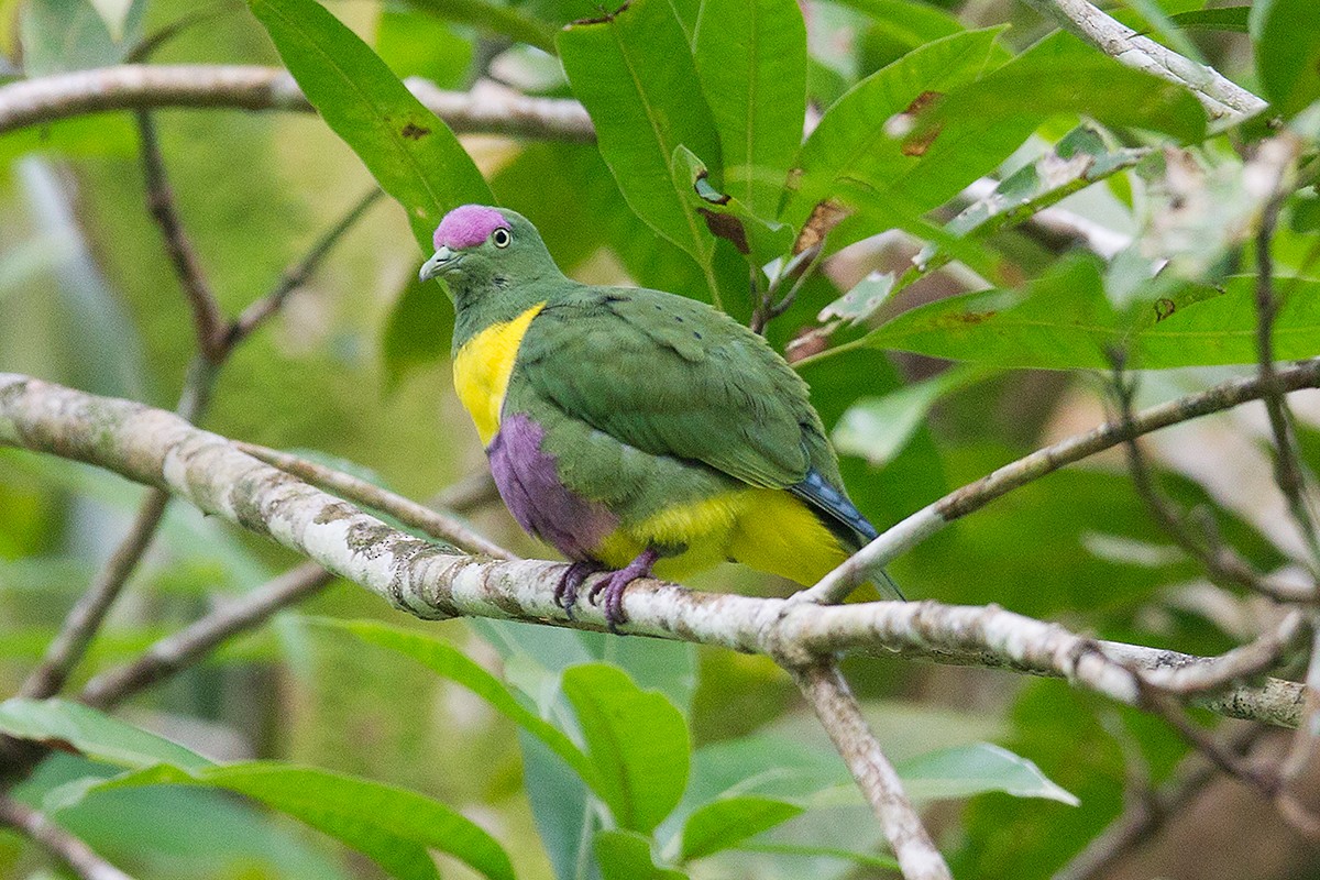 Yellow-bibbed Fruit-Dove - ML63363881