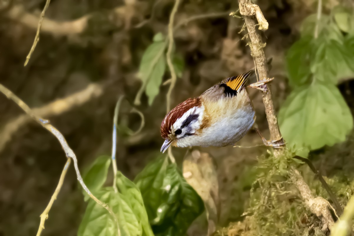 Rufous-winged Fulvetta - ML633638850