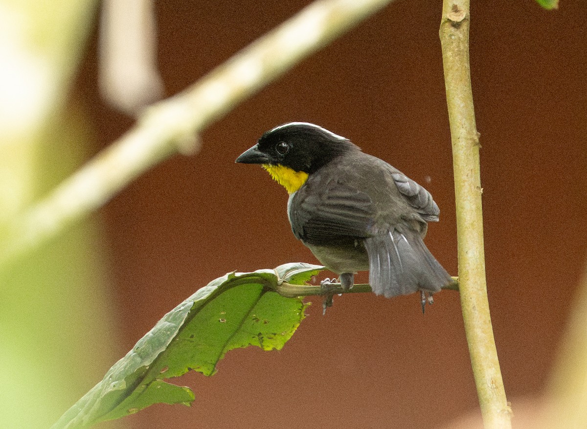 White-naped Brushfinch - ML633638976