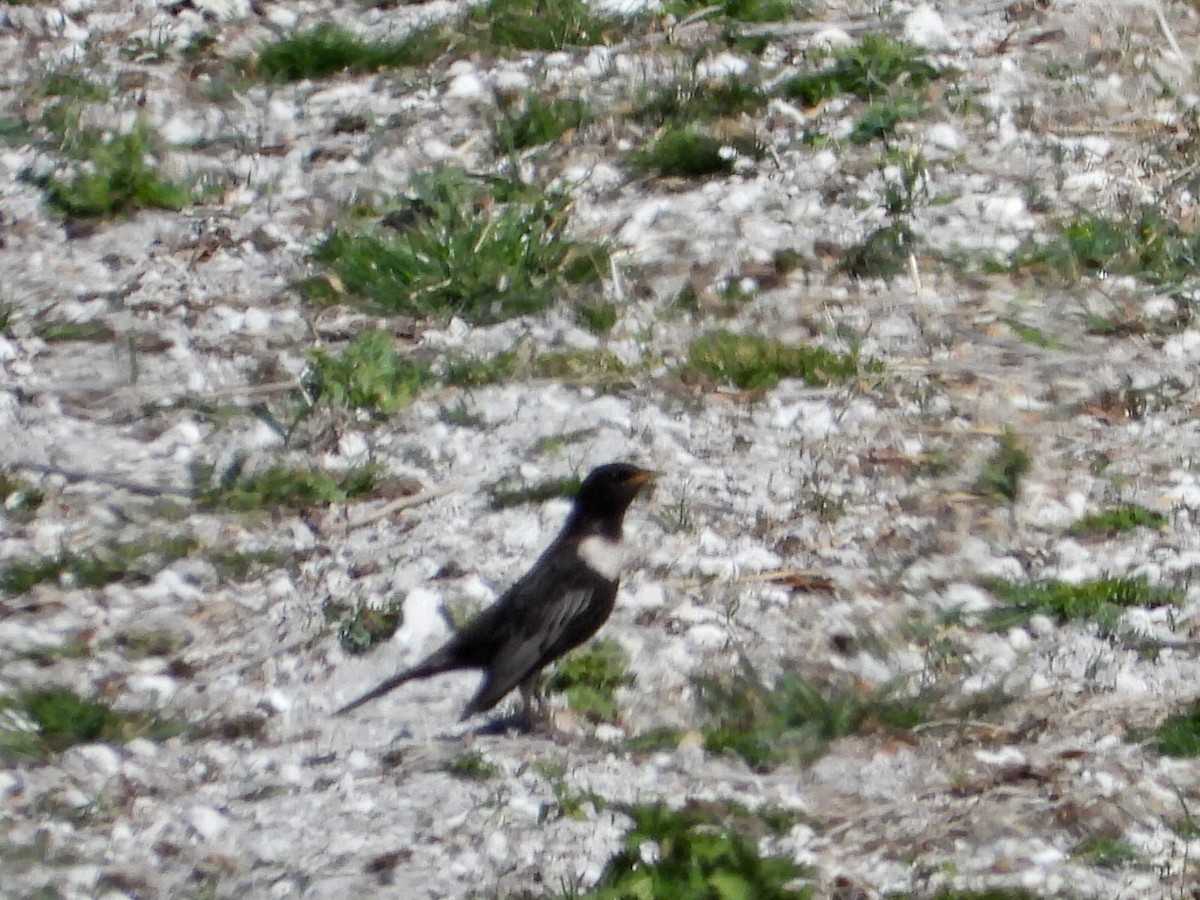 Merlo dal collare - ML633639030