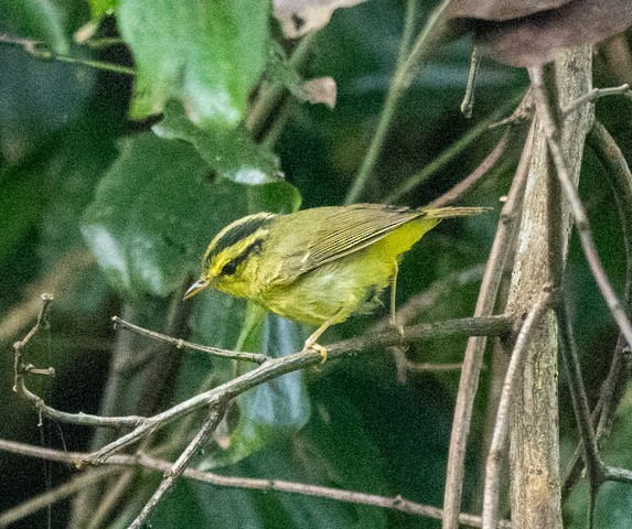 Limestone Leaf Warbler - ML633639054
