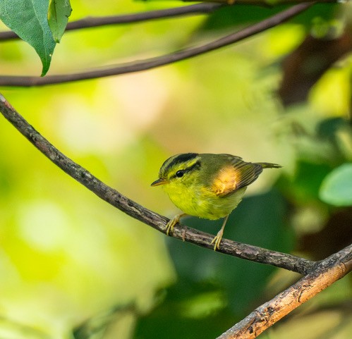 Limestone Leaf Warbler - ML633639076