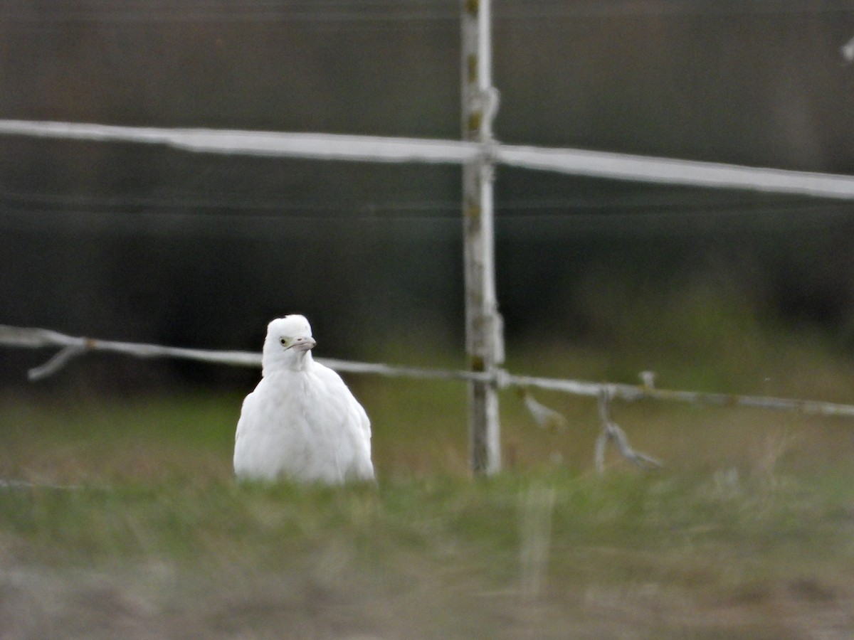 Western Cattle-Egret - ML633639148