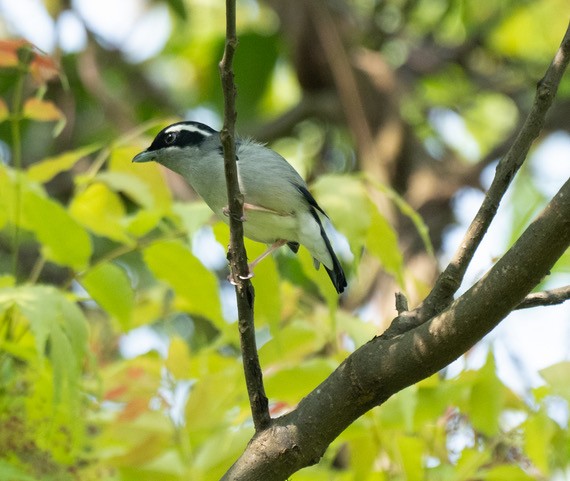 White-browed Shrike-Babbler - ML633639344