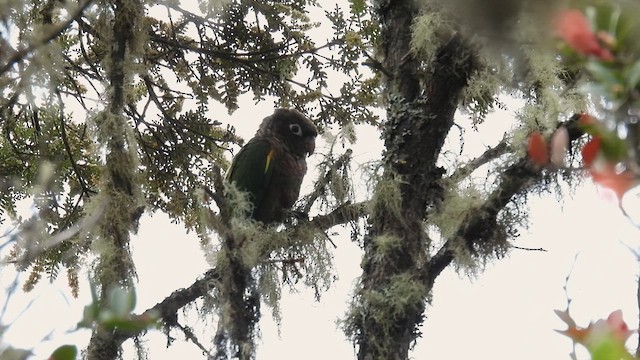 Brown-breasted Parakeet - ML633639473