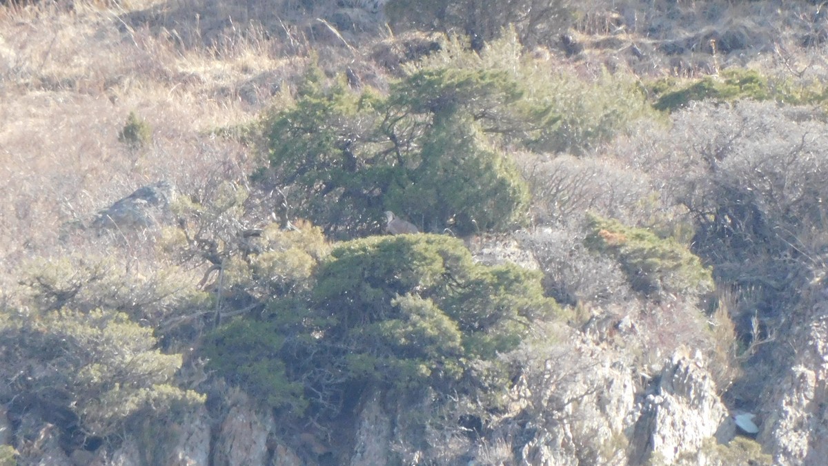 תרנגול שלג הימלאיה - ML633639474