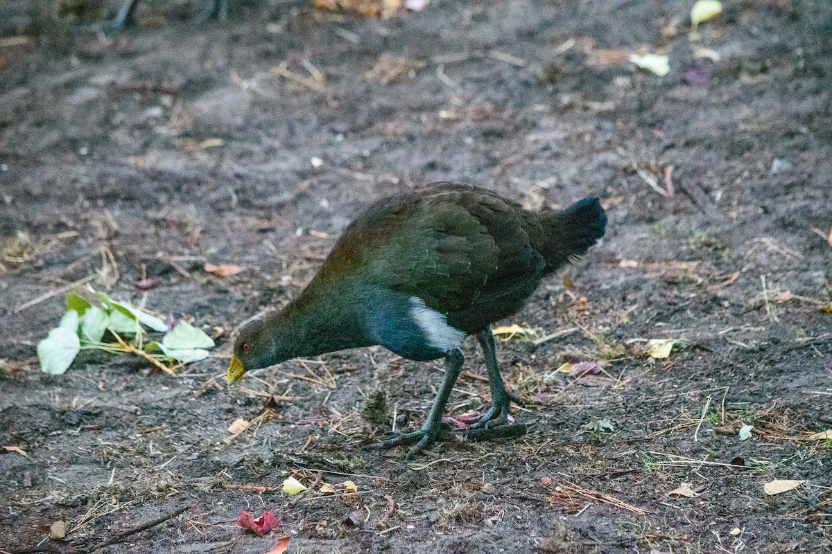 Tasmanian Nativehen - ML633639619