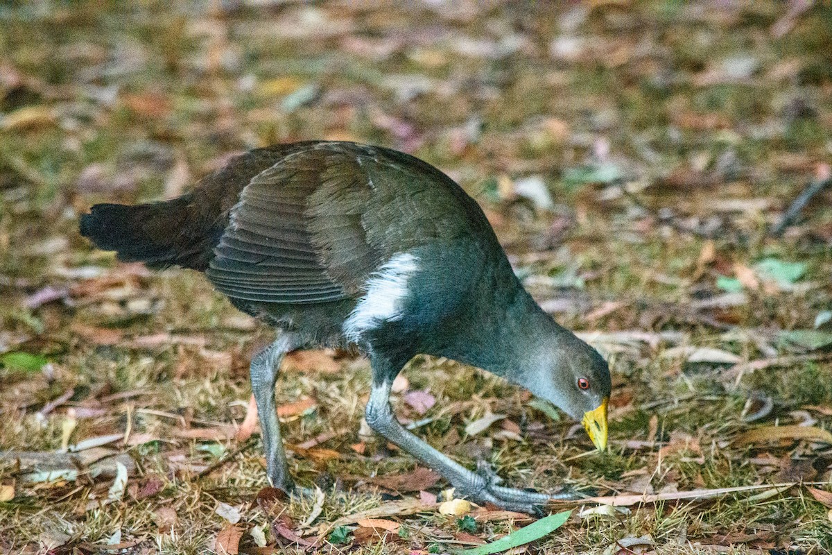 Tasmanian Nativehen - ML633639620