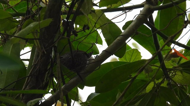 Speckle-breasted Wren (Colombian) - ML633639664