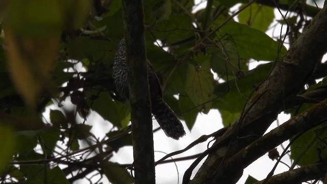 Speckle-breasted Wren (Colombian) - ML633639665