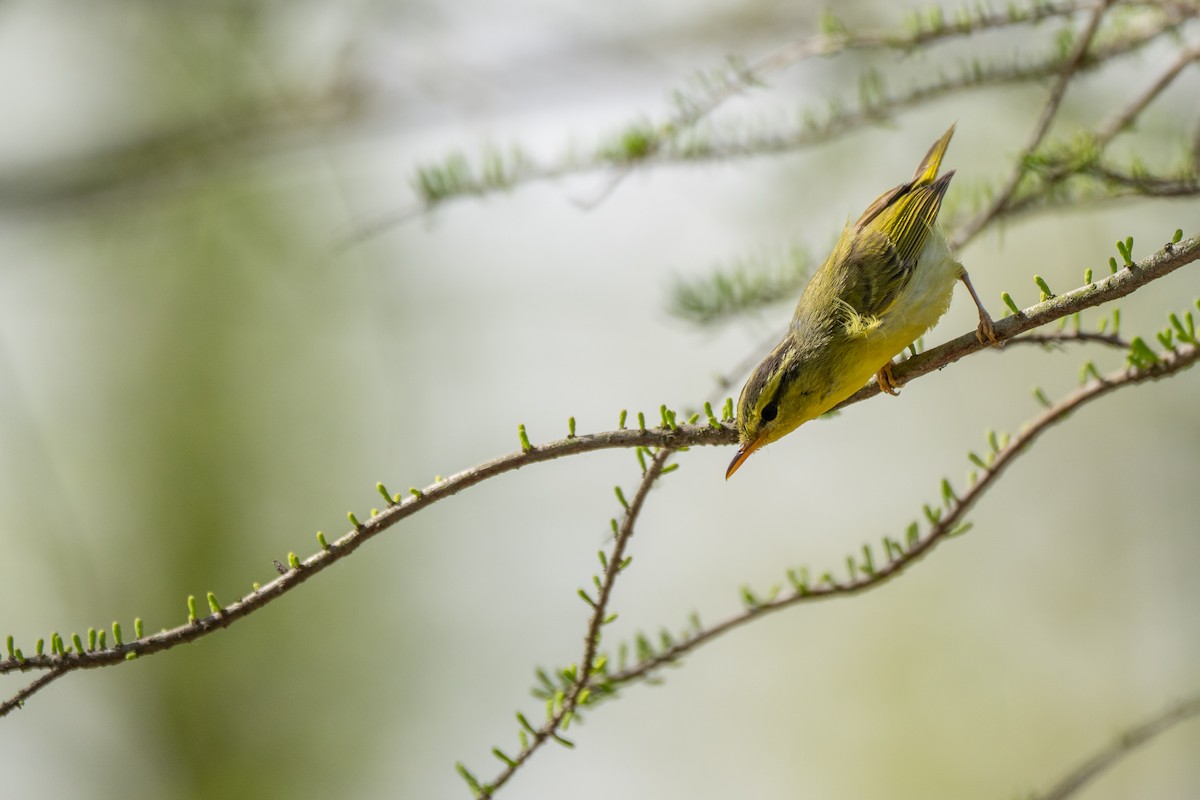 Pouillot de Rickett - ML633639691