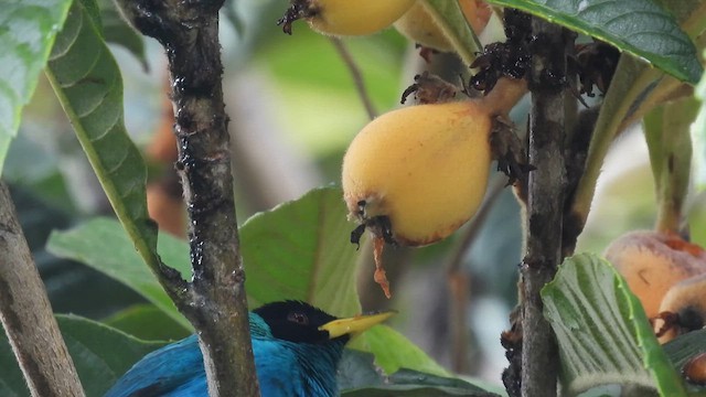 Green Honeycreeper - ML633639703