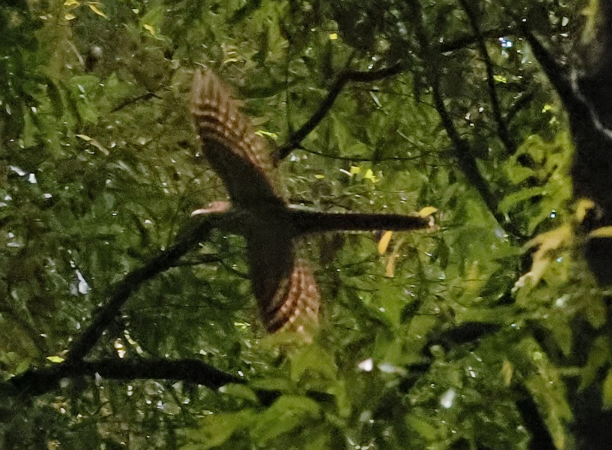Long-tailed Koel - ML633639742