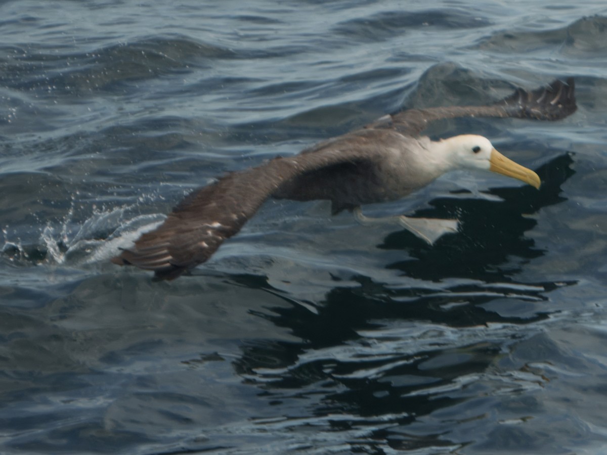 Waved Albatross - ML633639820