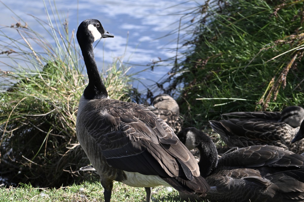 Canada Goose - ML633639844