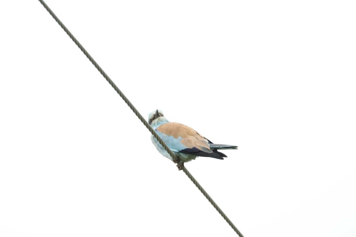 European Roller - ML633639865