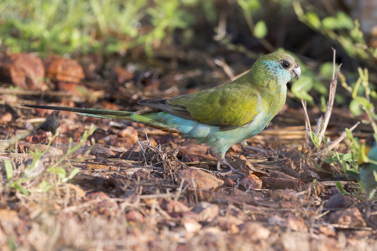 Hooded Parrot - ML633639899