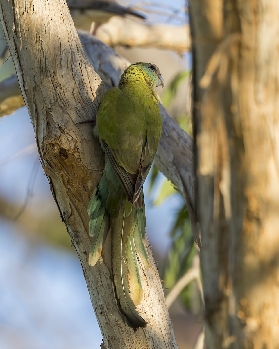 Hooded Parrot - ML633639900
