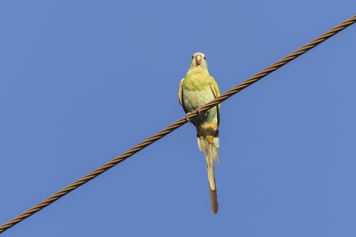 Hooded Parrot - ML633639901