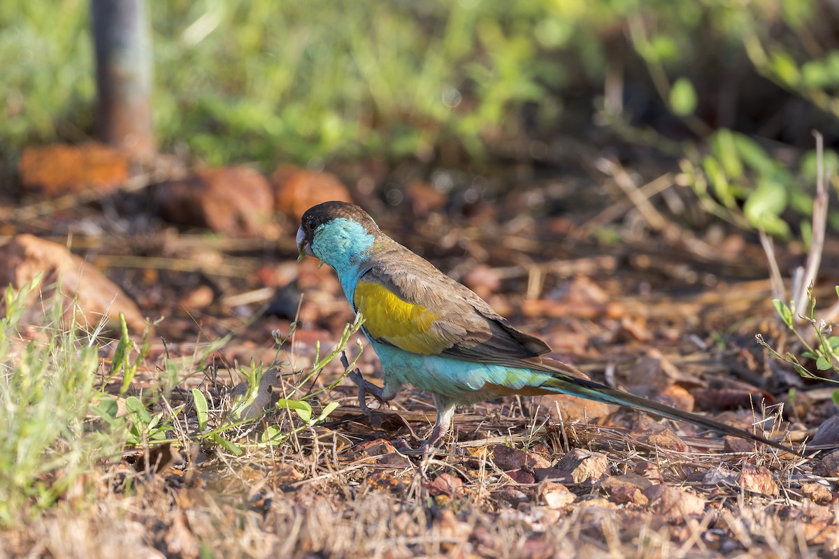Hooded Parrot - ML633639902