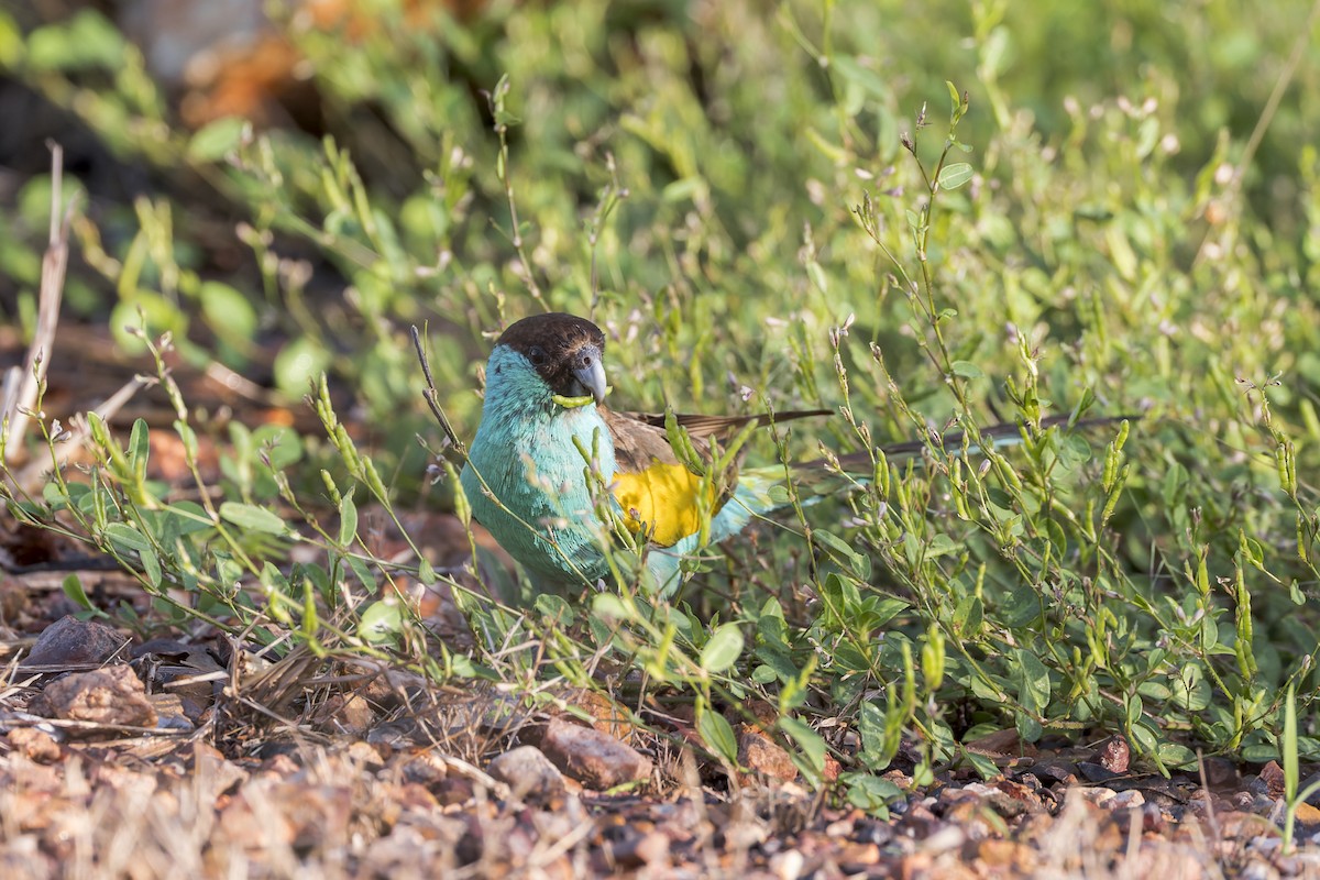 Hooded Parrot - ML633639903