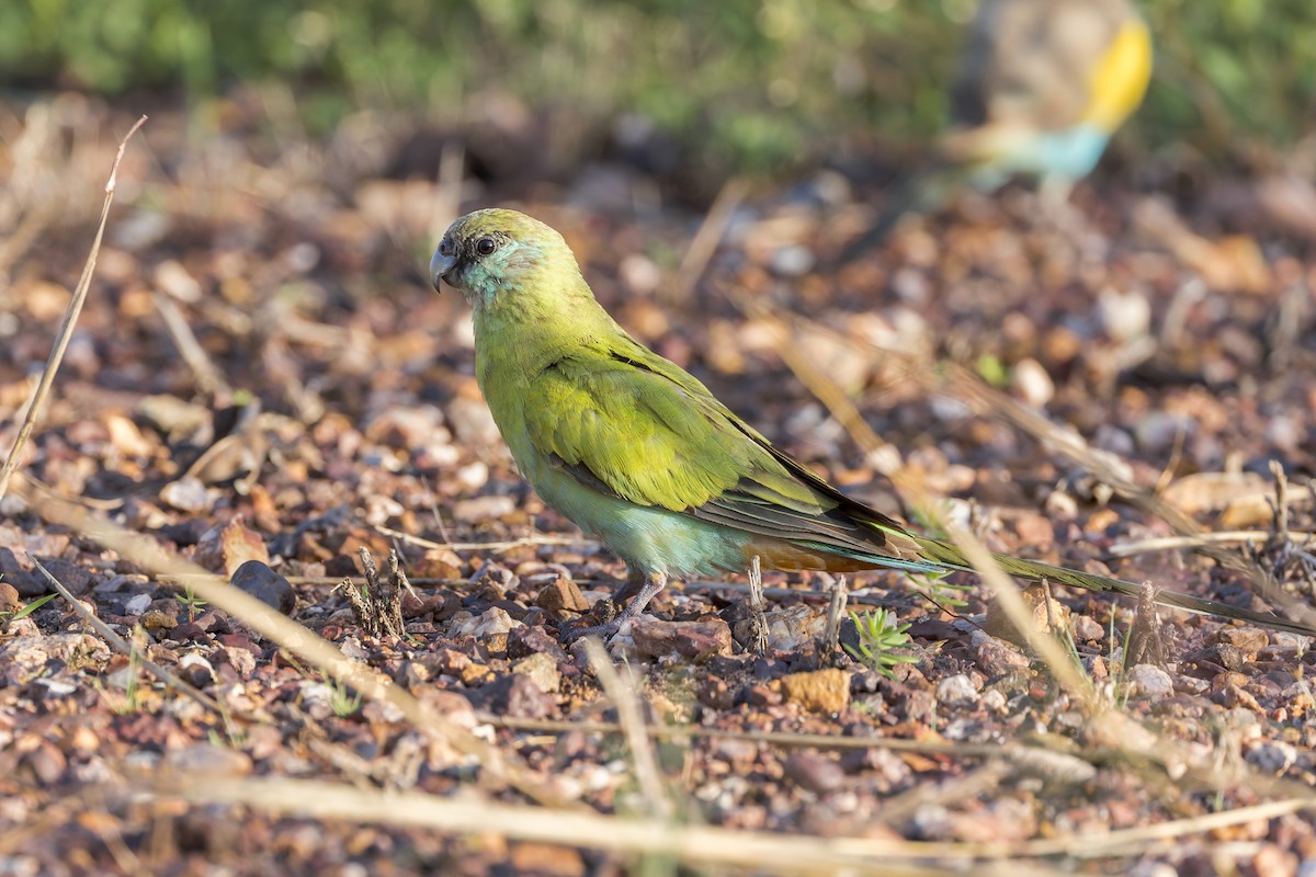 Hooded Parrot - ML633639904