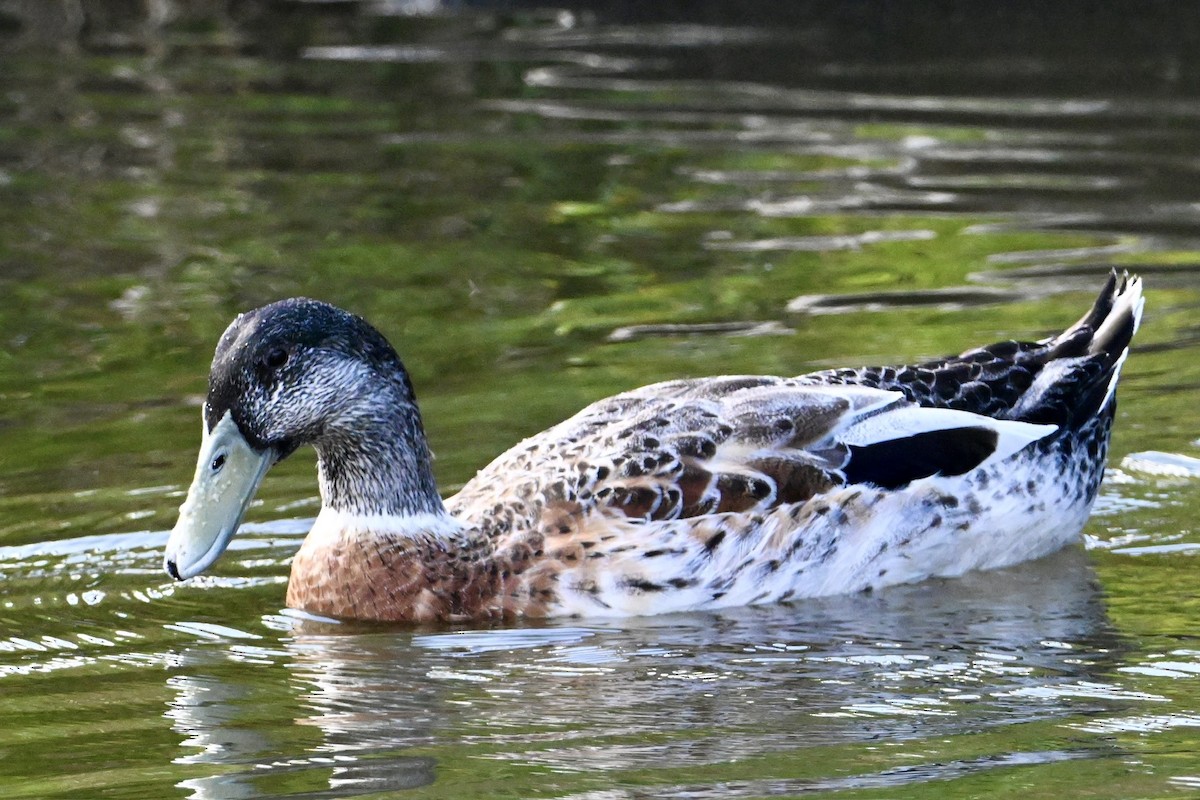 Australasian Shoveler - ML633639914