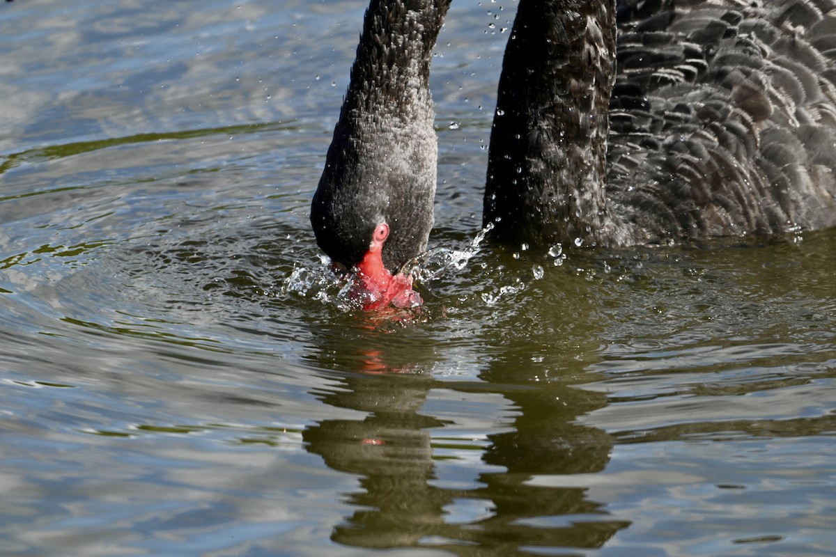 Black Swan - ML633639931