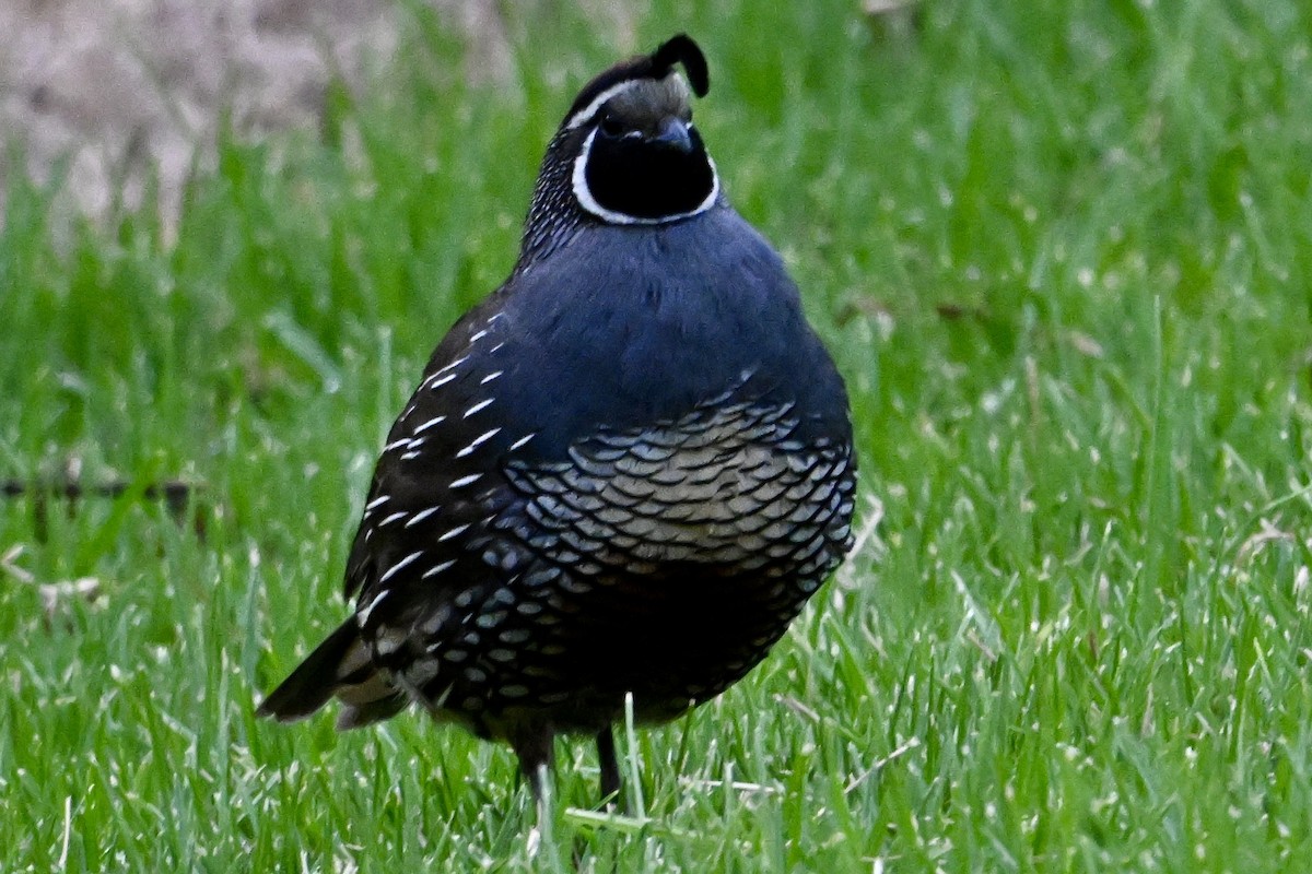 California Quail - ML633639989
