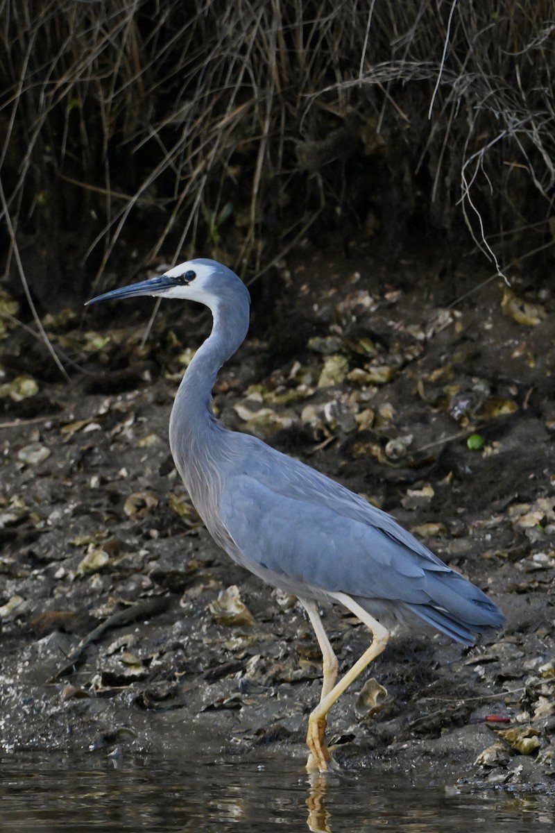 White-faced Heron - ML633640129