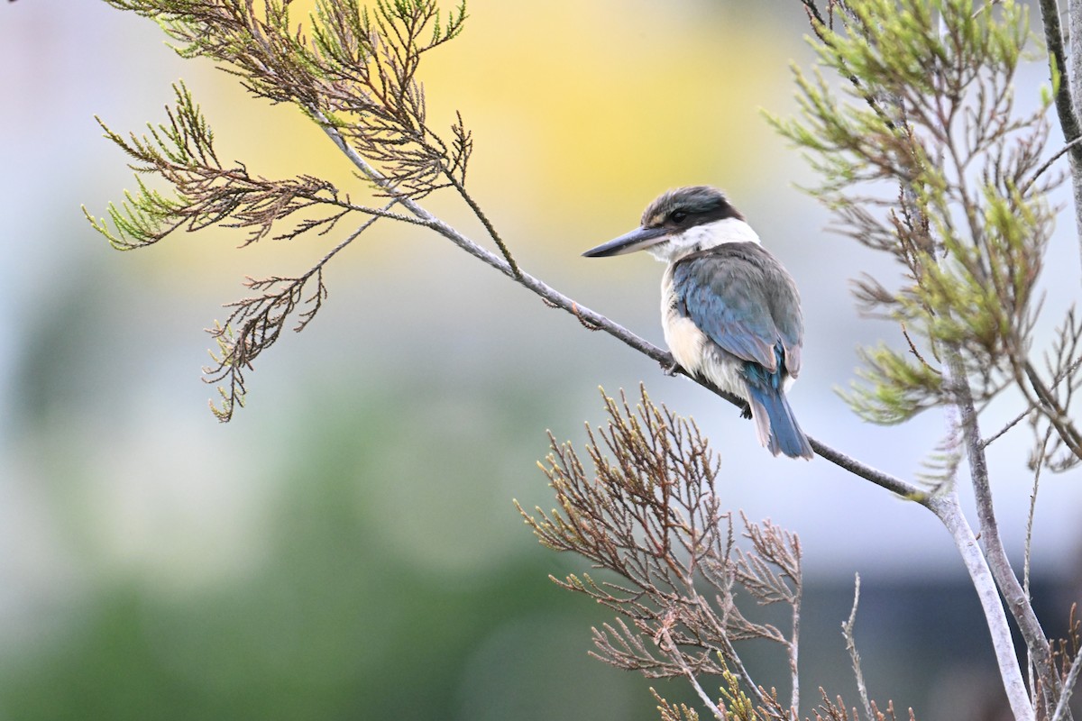 Sacred Kingfisher - ML633640191
