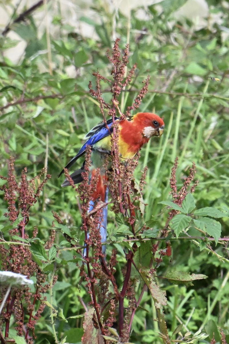 Eastern Rosella - ML633640198